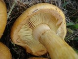 Gymnopilus validipes image