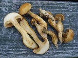 Gymnopilus validipes image