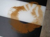 Gymnopilus validipes image