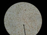 Gymnopilus validipes image
