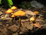 Conocybe rugosa image