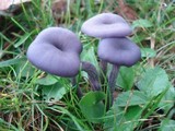 Laccaria amethystina image