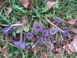 Laccaria amethystina image