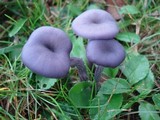 Laccaria amethystina image