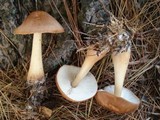 Rhodocollybia butyracea image