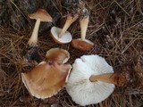 Rhodocollybia butyracea image