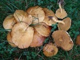 Suillus americanus image