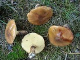 Suillus luteus image