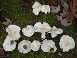 Tricholoma subresplendens image