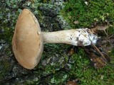 Tylopilus felleus image