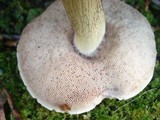 Tylopilus felleus image