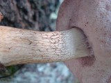 Tylopilus felleus image