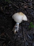 Amanita amerifulva image