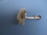Amanita amerifulva image