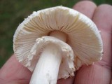 Amanita abrupta image