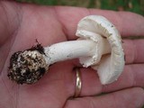 Amanita abrupta image