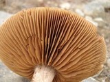 Cortinarius armillatus image