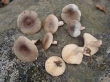 Lactarius hibbardae image