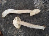 Leccinum holopus image