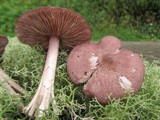 Entoloma violaceum image
