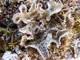 Lobaria hallii image