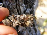 Lobaria hallii image