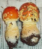 Amanita persicina image
