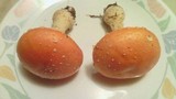 Amanita persicina image