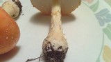 Amanita persicina image