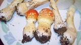 Amanita persicina image