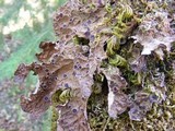 Pseudocyphellaria anthraspis image