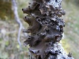 Nephroma resupinatum image