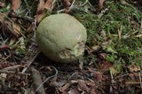 Boletus rubripes image