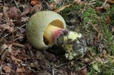 Boletus rubripes image