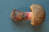 Boletus rubripes image