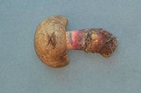 Boletus rubripes image