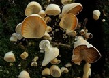 Pleurocybella porrigens image