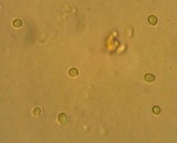 Pleurocybella porrigens image
