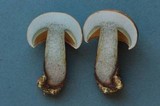 Boletus rubripes image