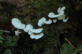 Pleurocybella porrigens image