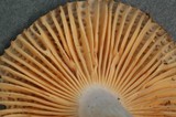 Russula puellaris image