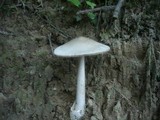 Amanita argentea image