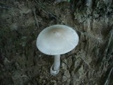 Amanita argentea image