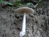 Amanita argentea image
