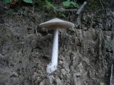 Amanita argentea image