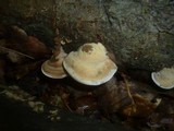 Image of Antrodiella fragrans