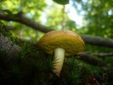 Aureoboletus gentilis image