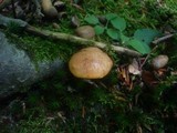 Aureoboletus gentilis image