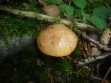 Aureoboletus gentilis image