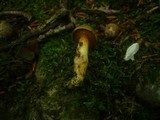 Aureoboletus gentilis image